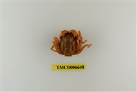 藏品(短指和尚蟹)的圖片